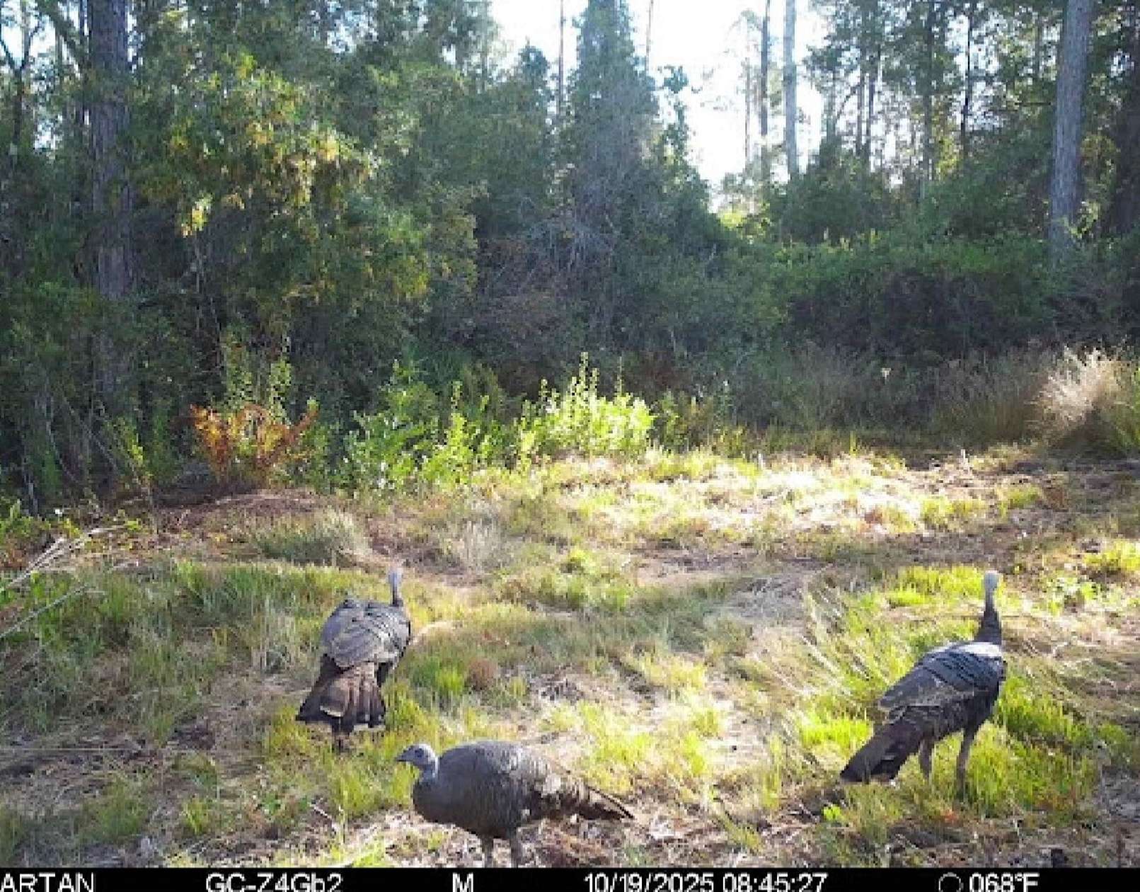 40.5 Acres of Recreational Land for Sale in Greenville, Florida