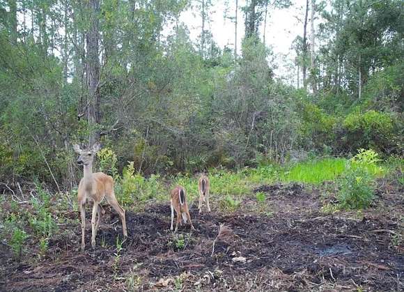 40.5 Acres of Recreational Land for Sale in Greenville, Florida