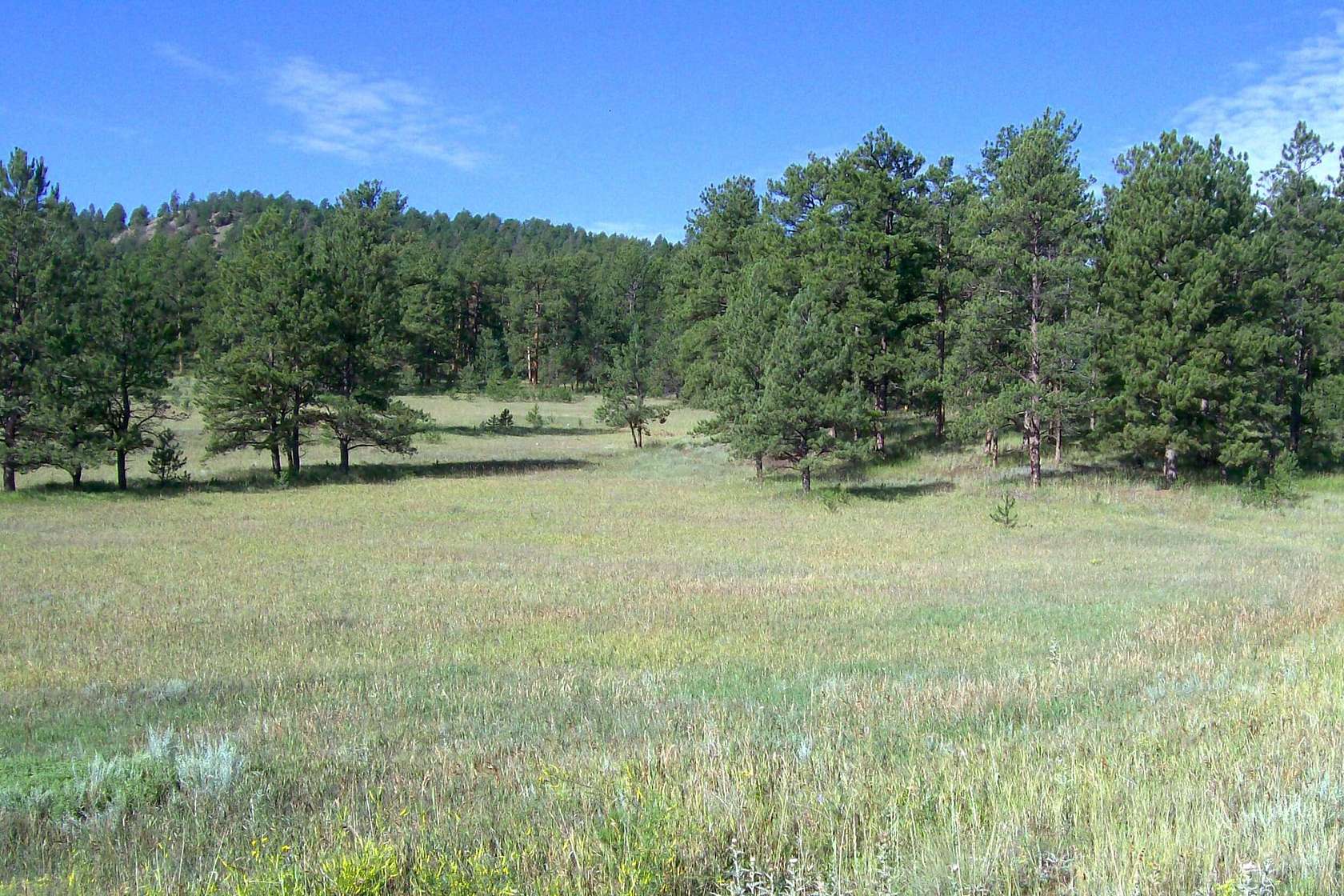 150 Acres of Recreational Land & Farm for Sale in Florissant, Colorado