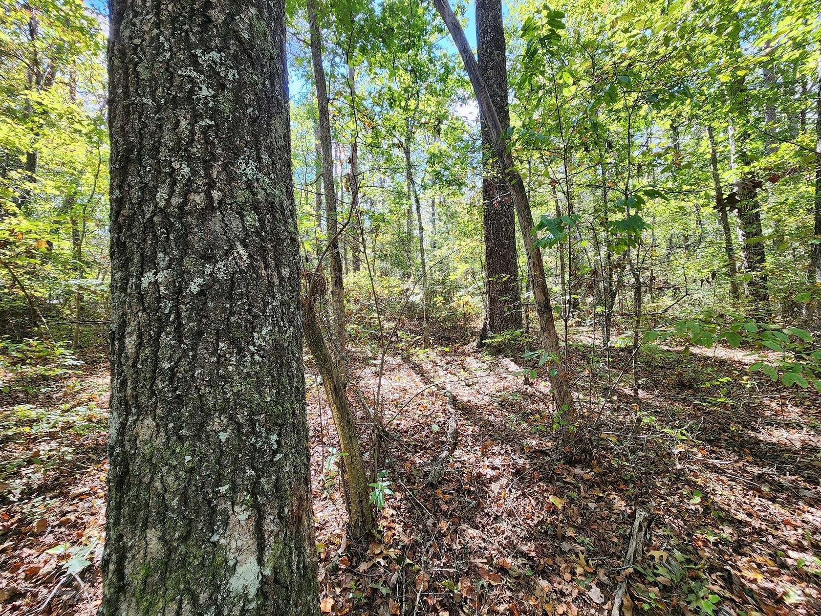 1.45 Acres of Residential Land for Sale in Mentone, Alabama