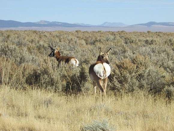 9.5 Acres of Land for Sale in Beryl, Utah