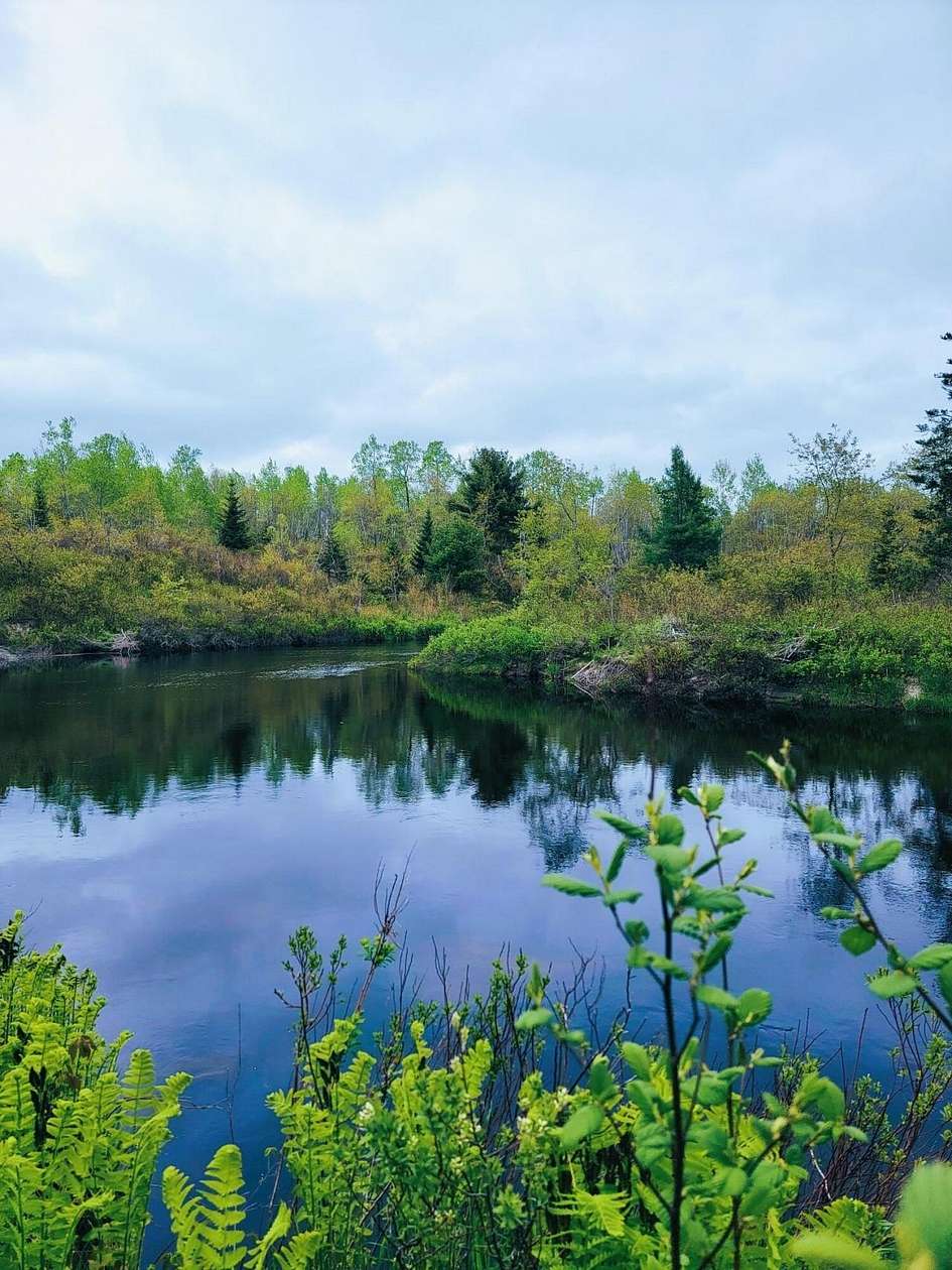 70.6 Acres of Recreational Land for Sale in Cherryfield, Maine