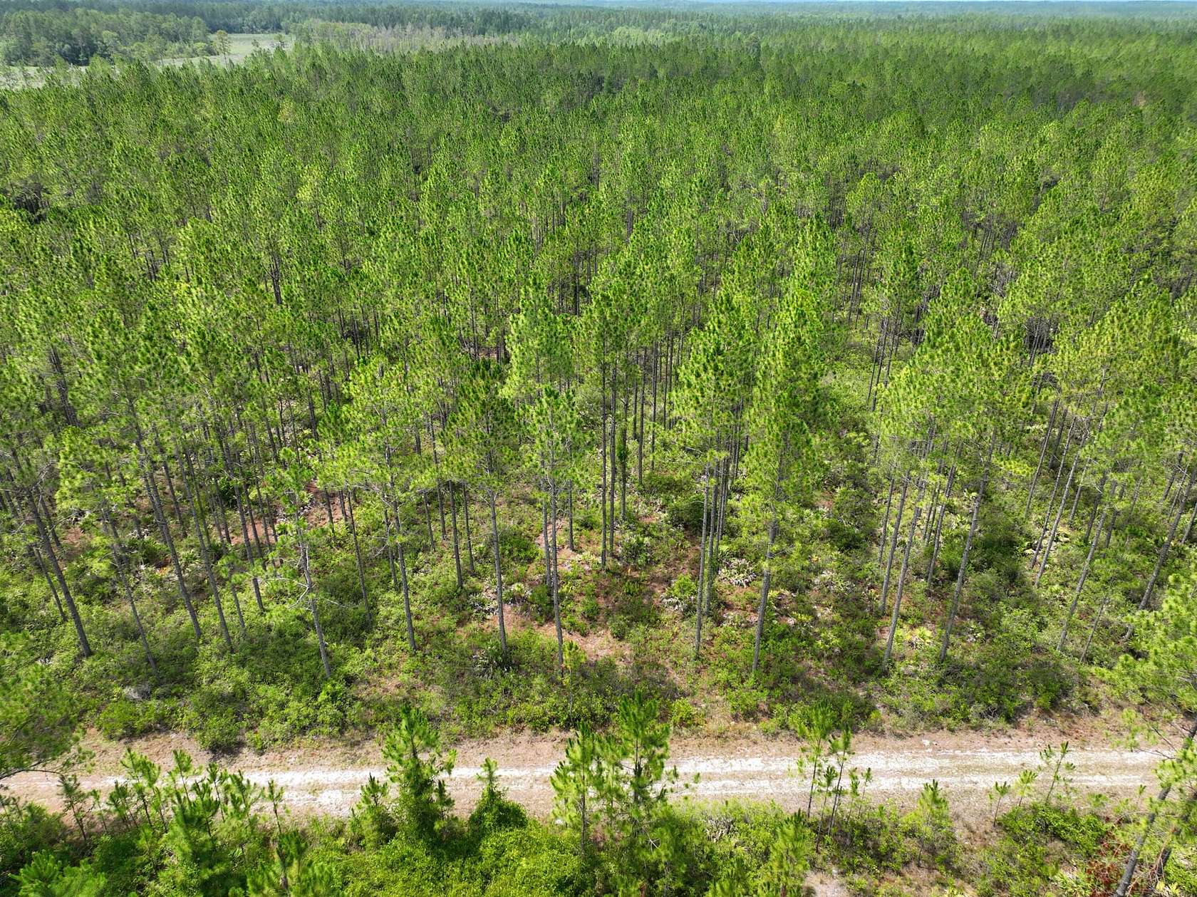 65 Acres of Recreational Land for Sale in Saint George, Georgia