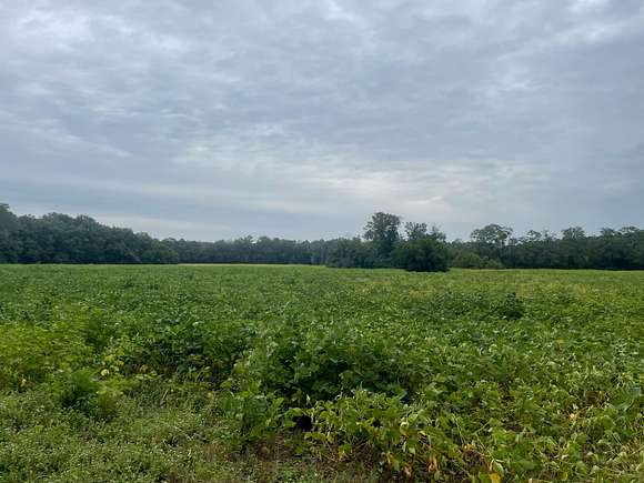 75.2 Acres of Recreational Land & Farm for Sale in Olar, South Carolina