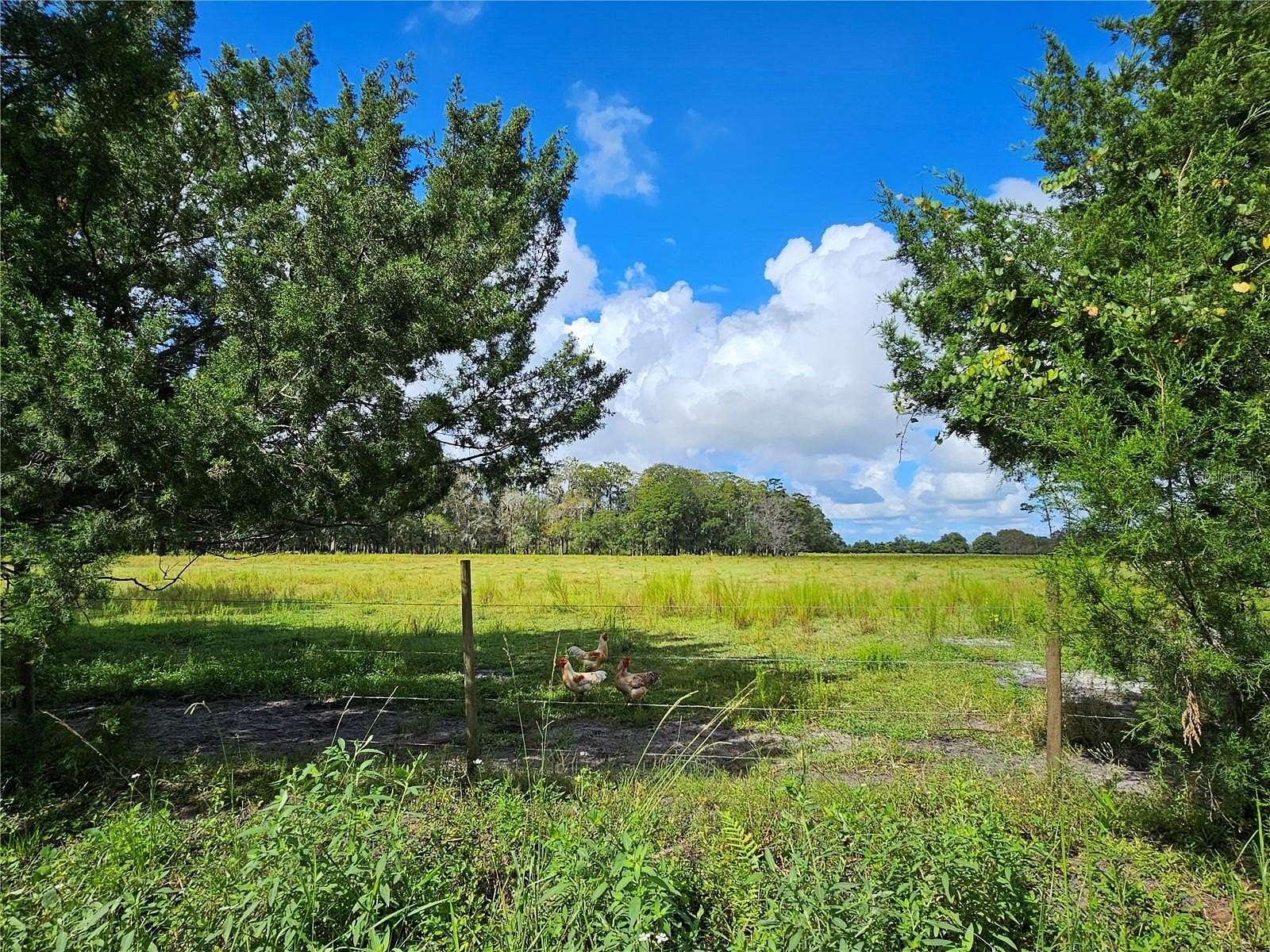 19.5 Acres of Agricultural Land for Sale in Bunnell, Florida