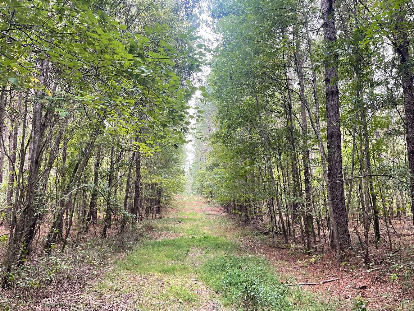 55 Acres of Land for Sale in Vance, Alabama