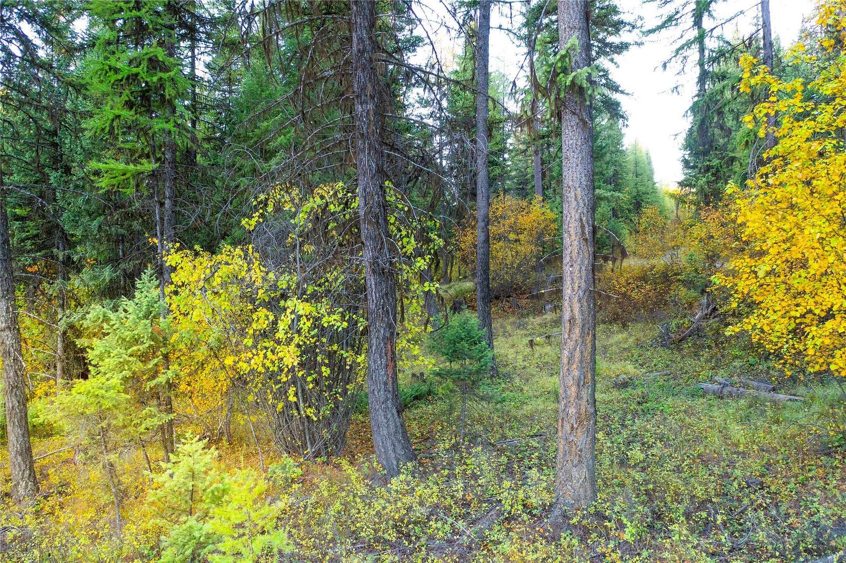 5 Acres of Residential Land for Sale in Eureka, Montana