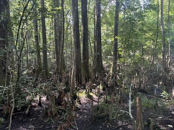 55 Acres of Recreational Land for Sale in Natchez, Mississippi