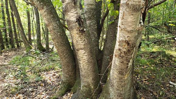 Mature Beach, Poplar, Maple, Birch