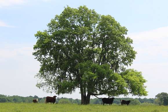 230 Acres of Land for Sale in Pike Road, Alabama