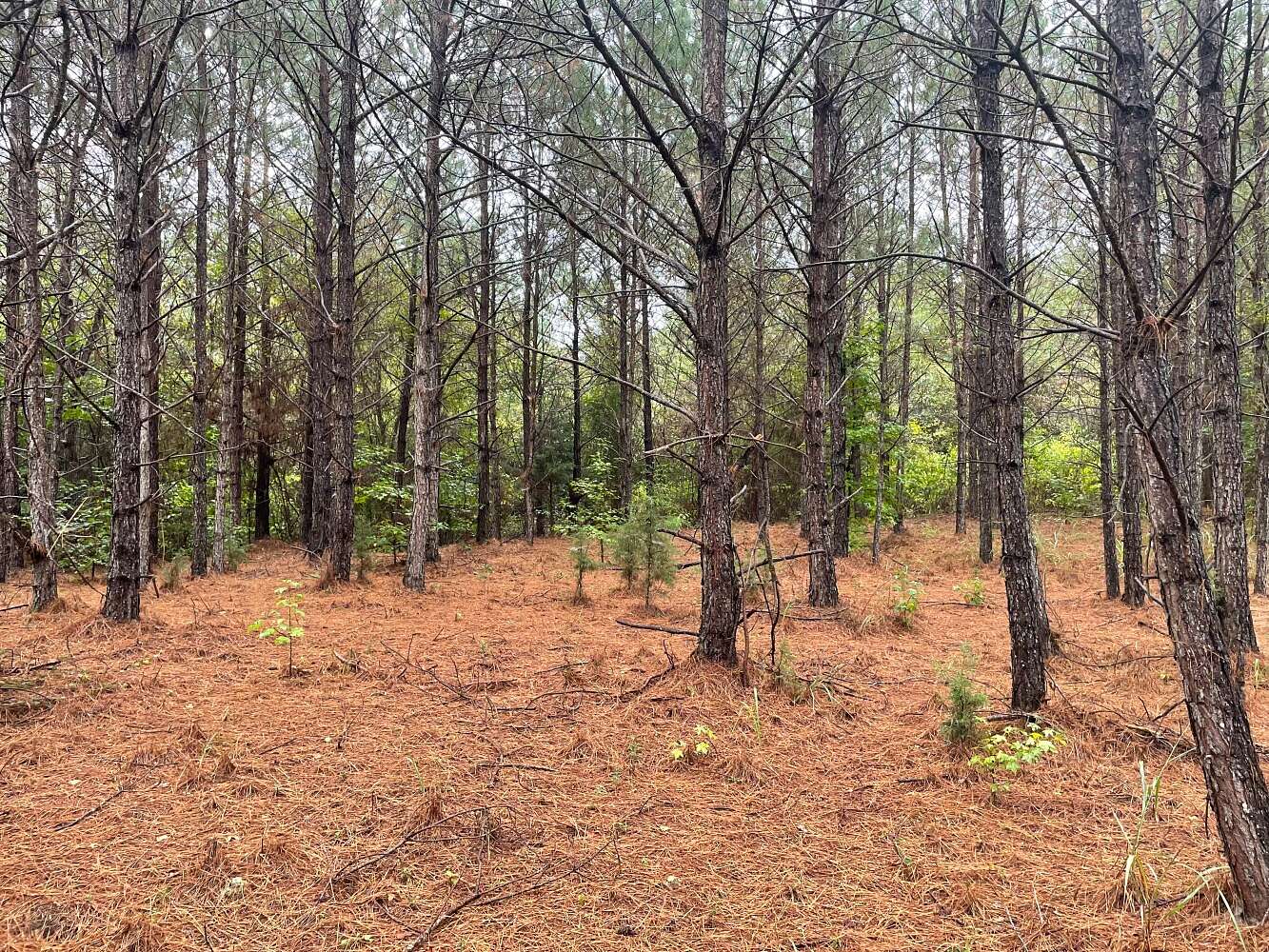 36 Acres of Land for Sale in Shottsville, Alabama