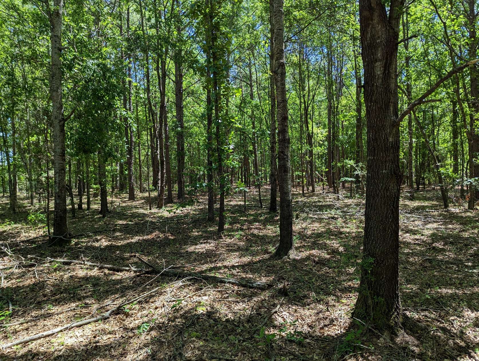 12 Acres of Land for Sale in Wallsboro, Alabama