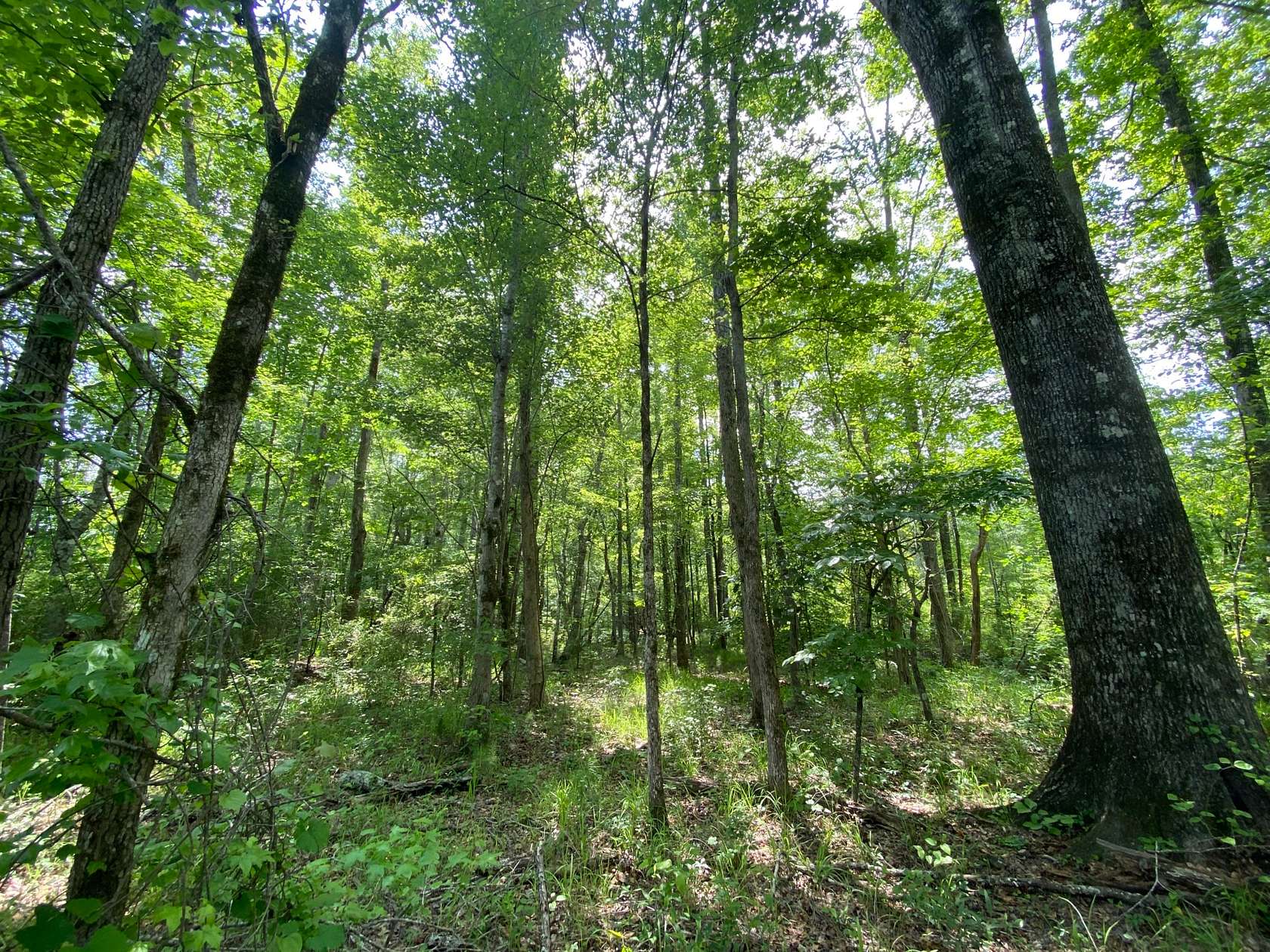 134.98 Acres of Recreational Land for Sale in La Fayette, Alabama