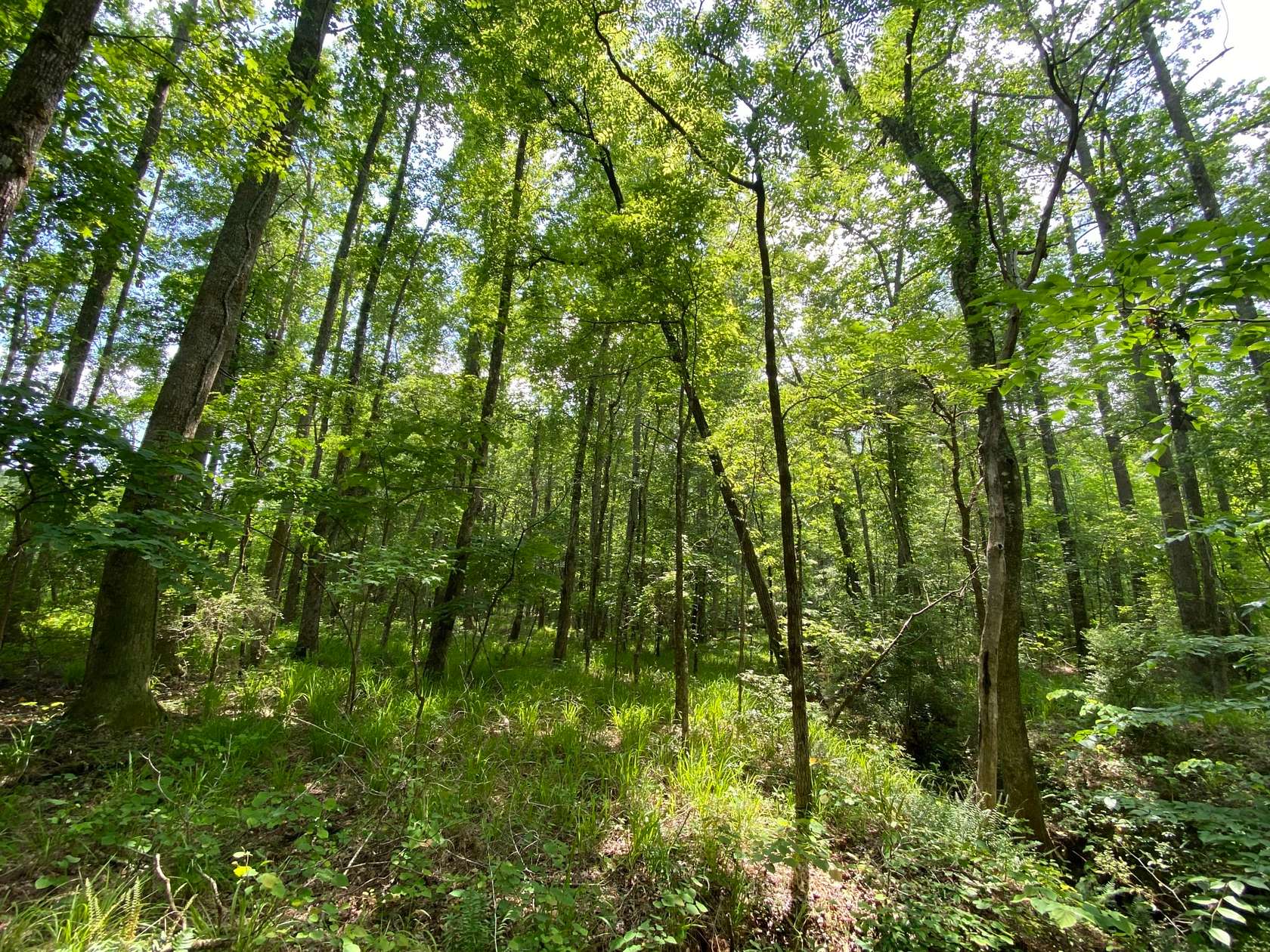 134.98 Acres of Recreational Land for Sale in La Fayette, Alabama