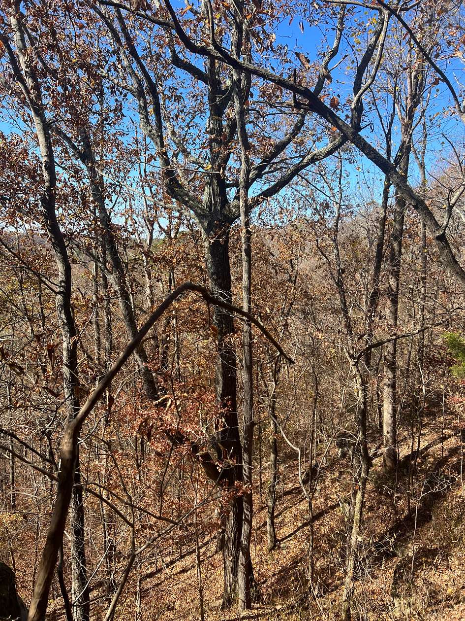 300 Acres of Recreational Land for Sale in Grant, Alabama