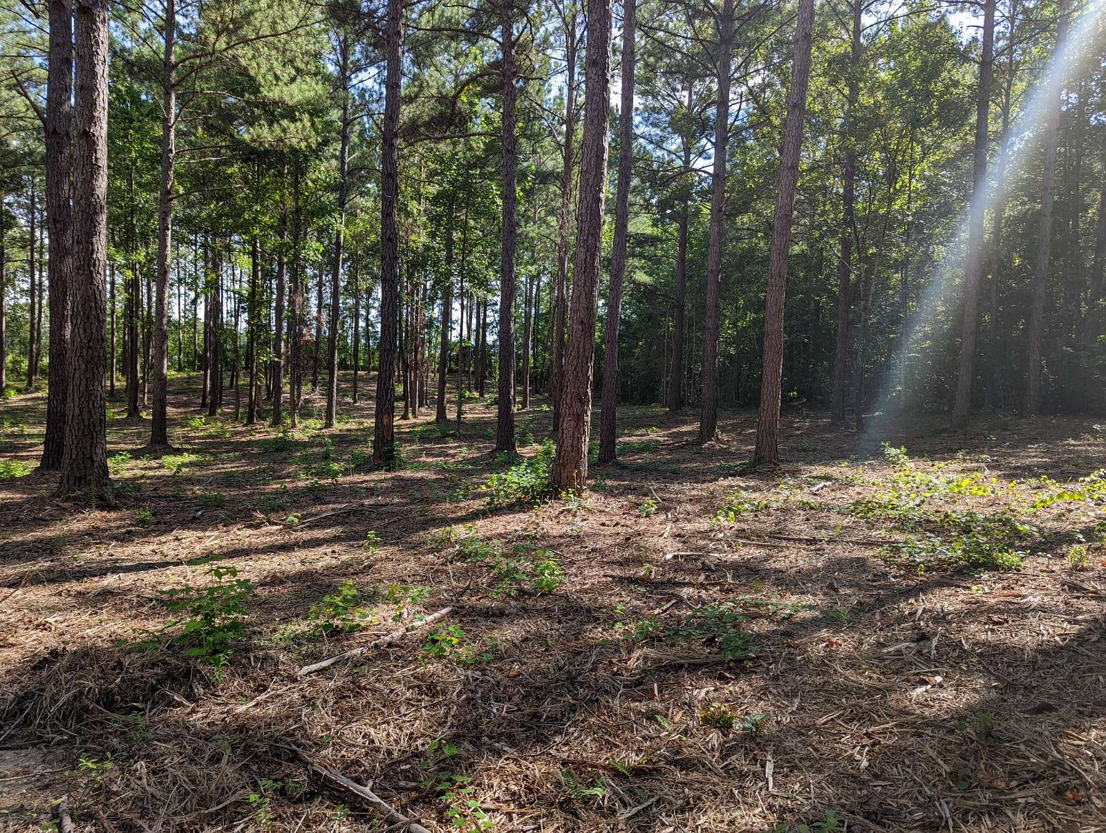 5 Acres of Residential Land for Sale in Eclectic, Alabama