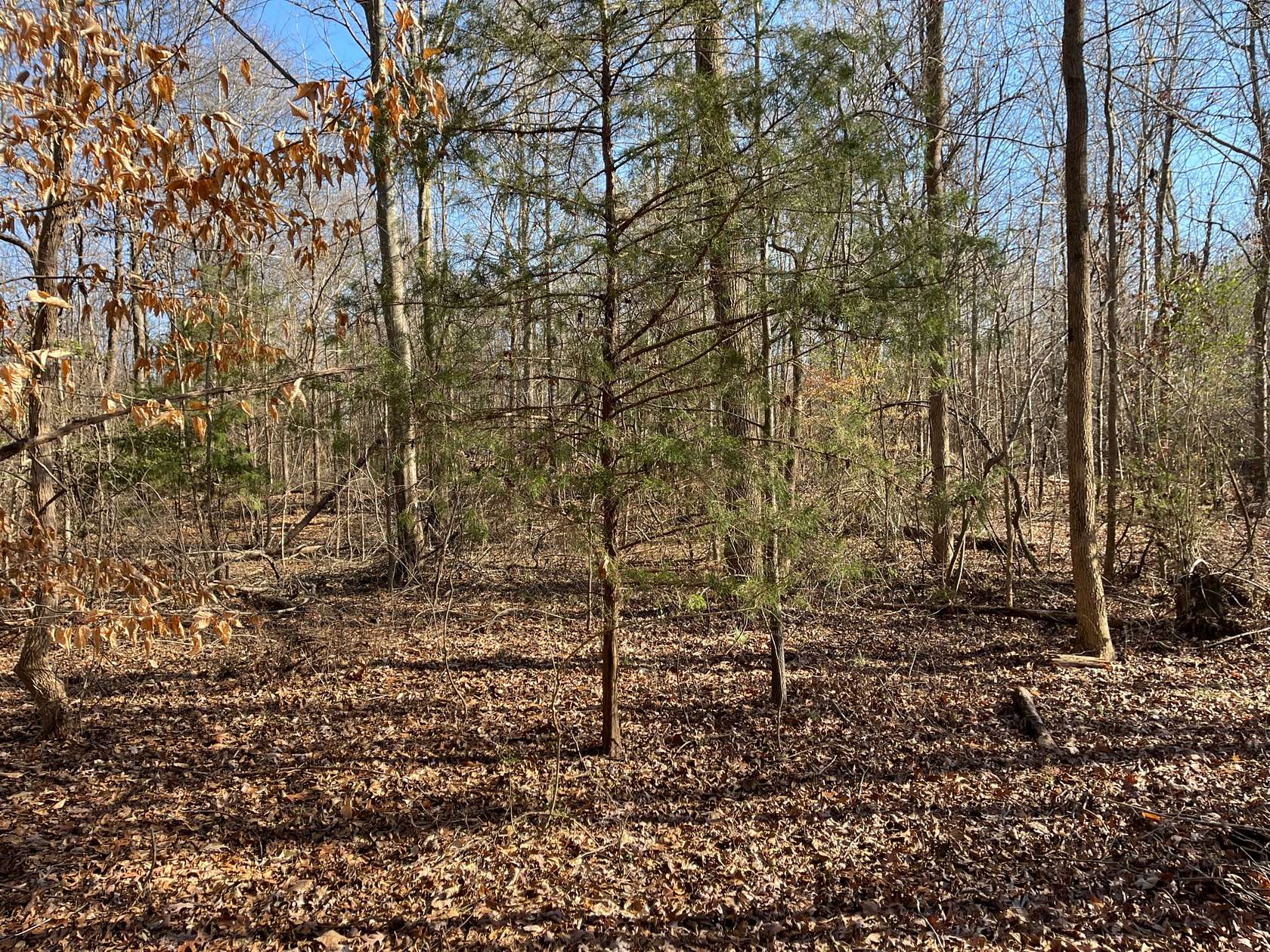 90 Acres of Recreational Land for Sale in Martin, Georgia