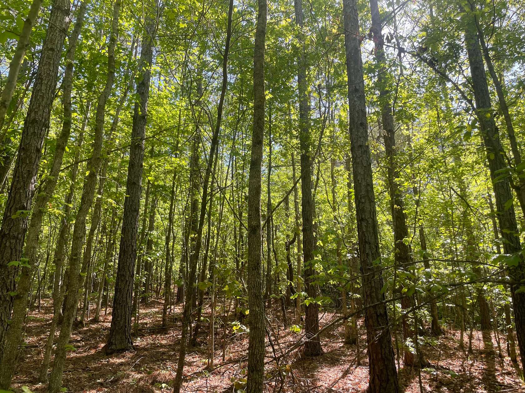 145 Acres of Recreational Land for Sale in Rockford, Alabama