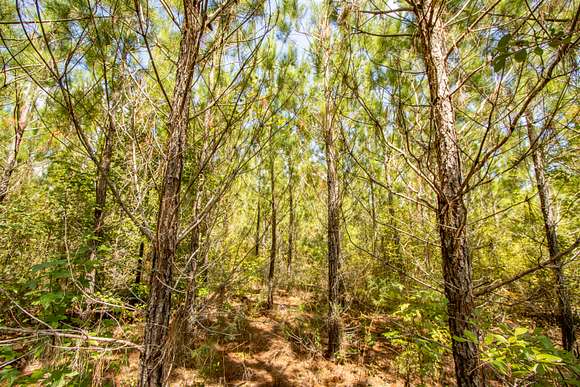 37.8 Acres of Recreational Land for Sale in Graceville, Florida