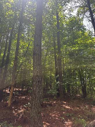 78 Acres of Recreational Land for Sale in Carrollton, Alabama