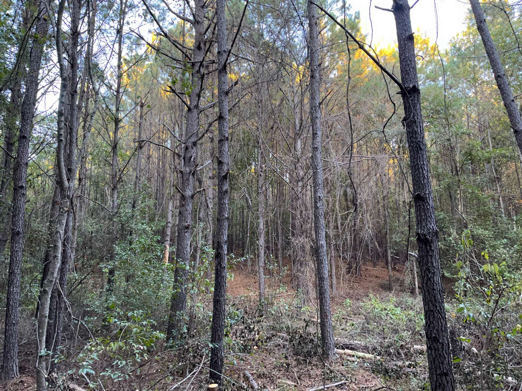 18 Acres of Land for Sale in Northport, Alabama