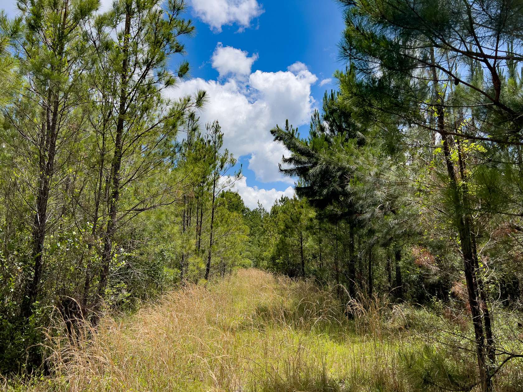 45.66 Acres of Recreational Land for Sale in Mayo, Florida