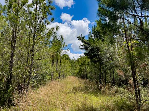 45.66 Acres of Recreational Land for Sale in Mayo, Florida