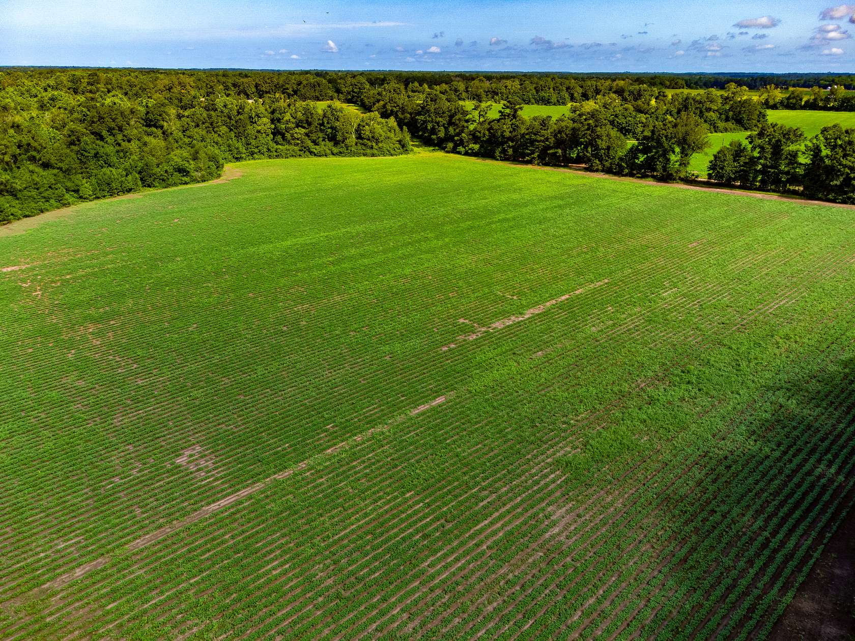 10.4 Acres of Land for Sale in Ashford, Alabama