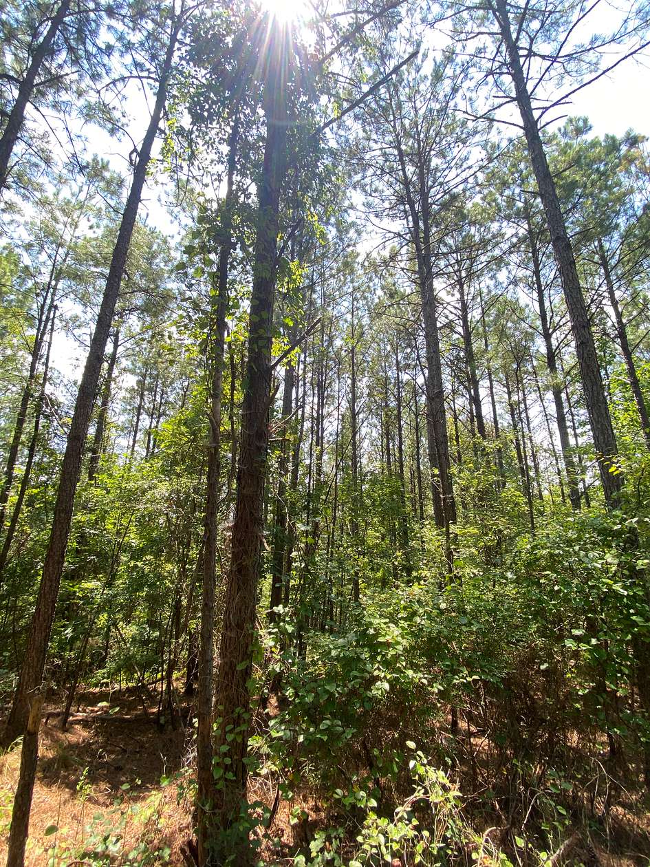 72 Acres of Recreational Land for Sale in Moores Bridge, Alabama