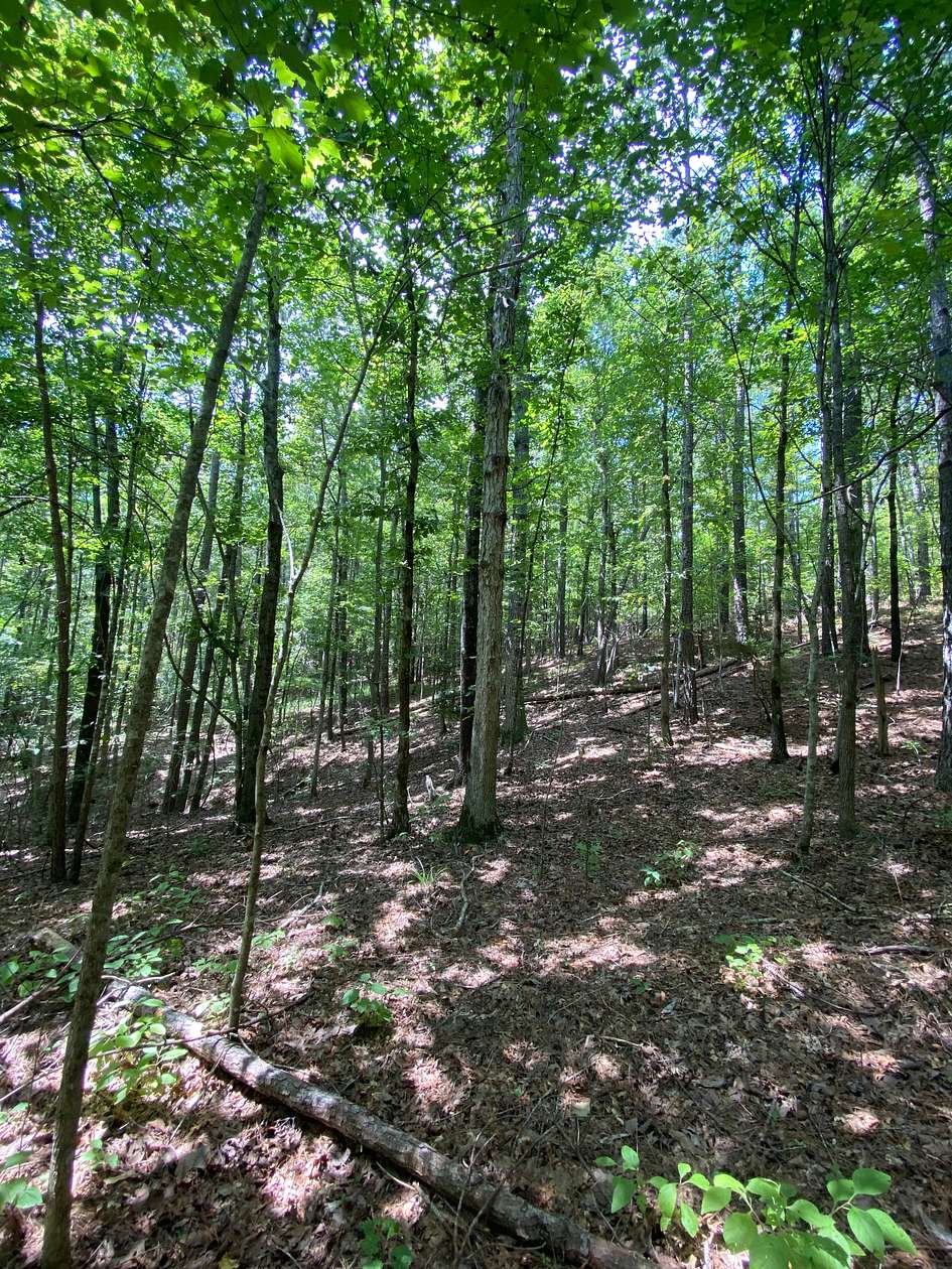 72 Acres of Recreational Land for Sale in Moores Bridge, Alabama