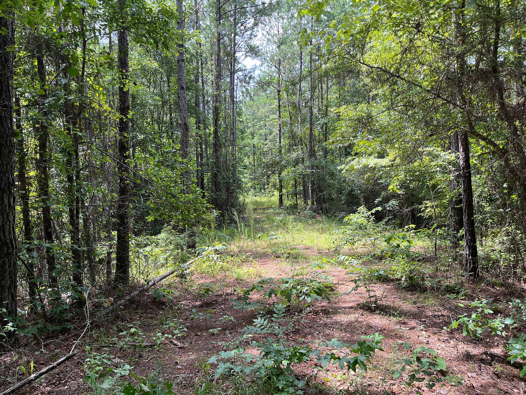 40 Acres of Land for Sale in Mantua, Alabama