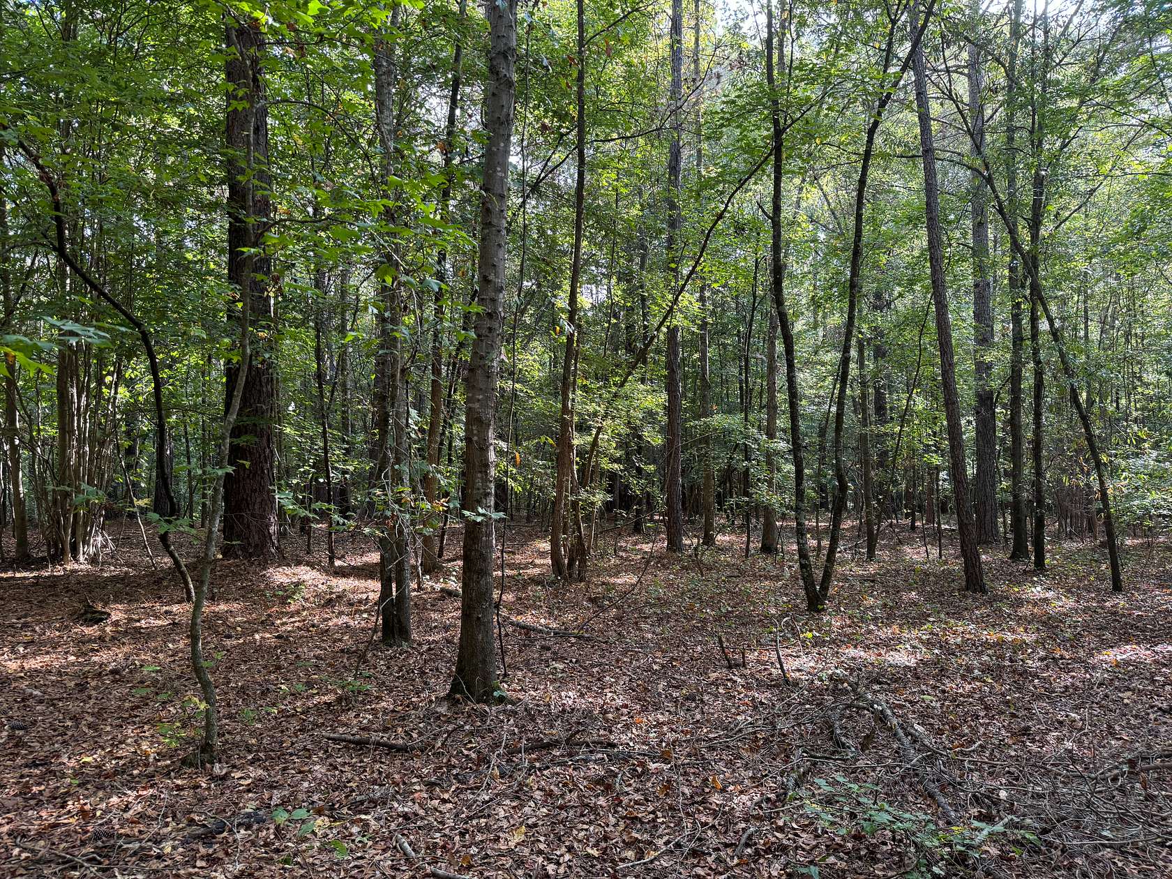 83 Acres of Recreational Land for Sale in Jefferson, Georgia