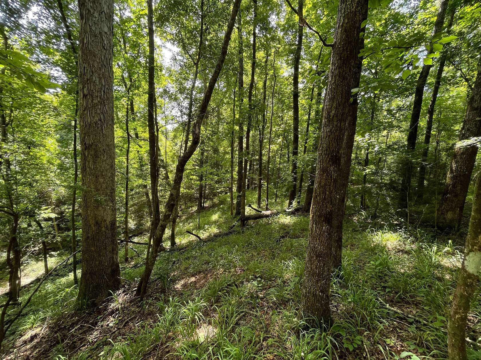 82 Acres of Recreational Land for Sale in Greenville, Alabama