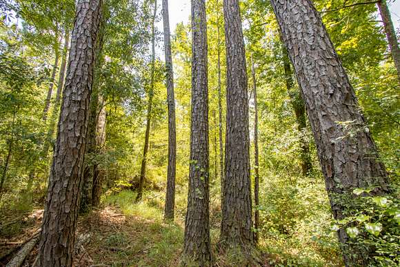 49.57 Acres of Recreational Land & Farm for Sale in Campbellton, Florida