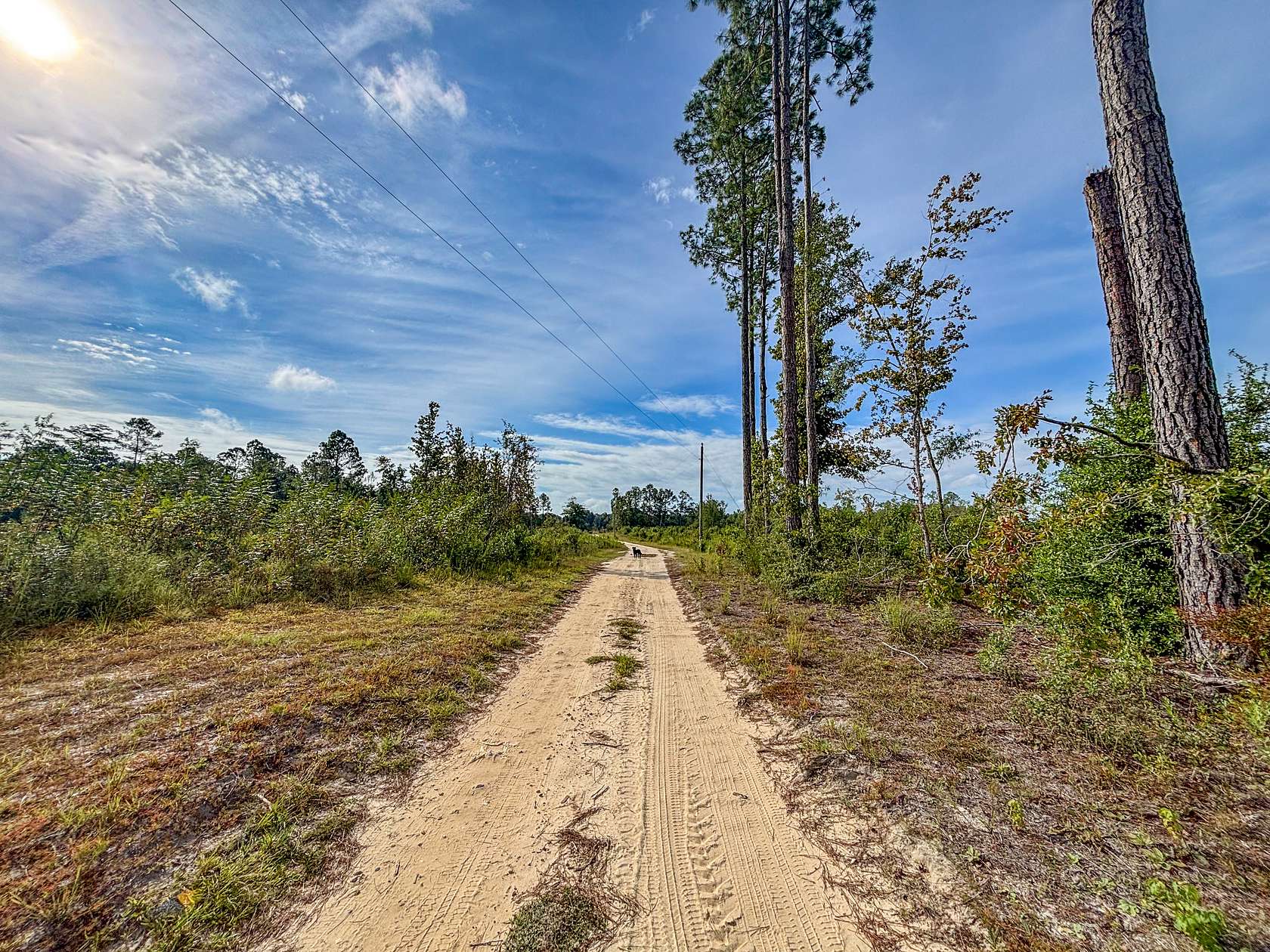 156.45 Acres of Recreational Land & Farm for Sale in Bonifay, Florida