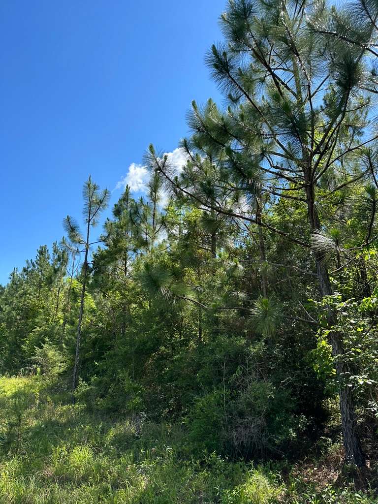 69 Acres of Land for Sale in Castleberry, Alabama