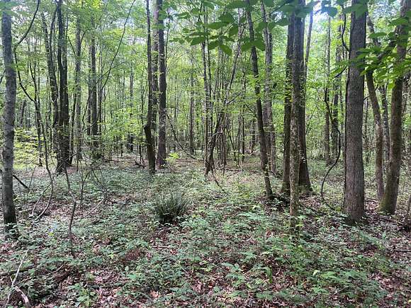 37 Acres of Recreational Land for Sale in Steens, Mississippi