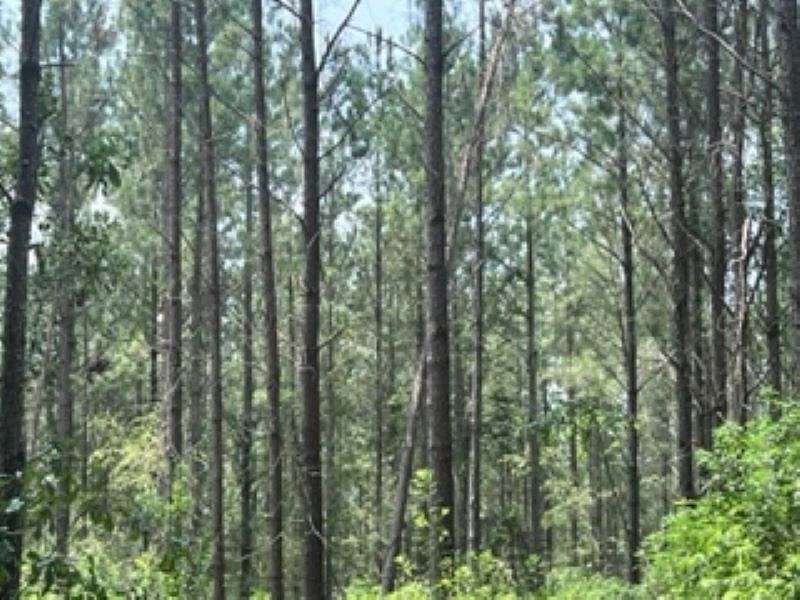 278 Acres of Recreational Land for Sale in Blue Springs, Alabama