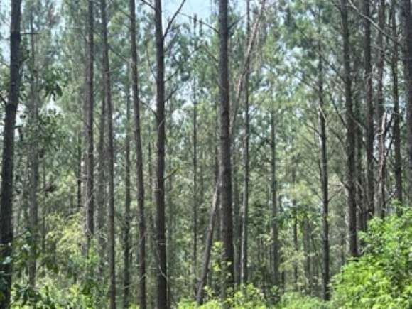 278 Acres of Recreational Land for Sale in Blue Springs, Alabama