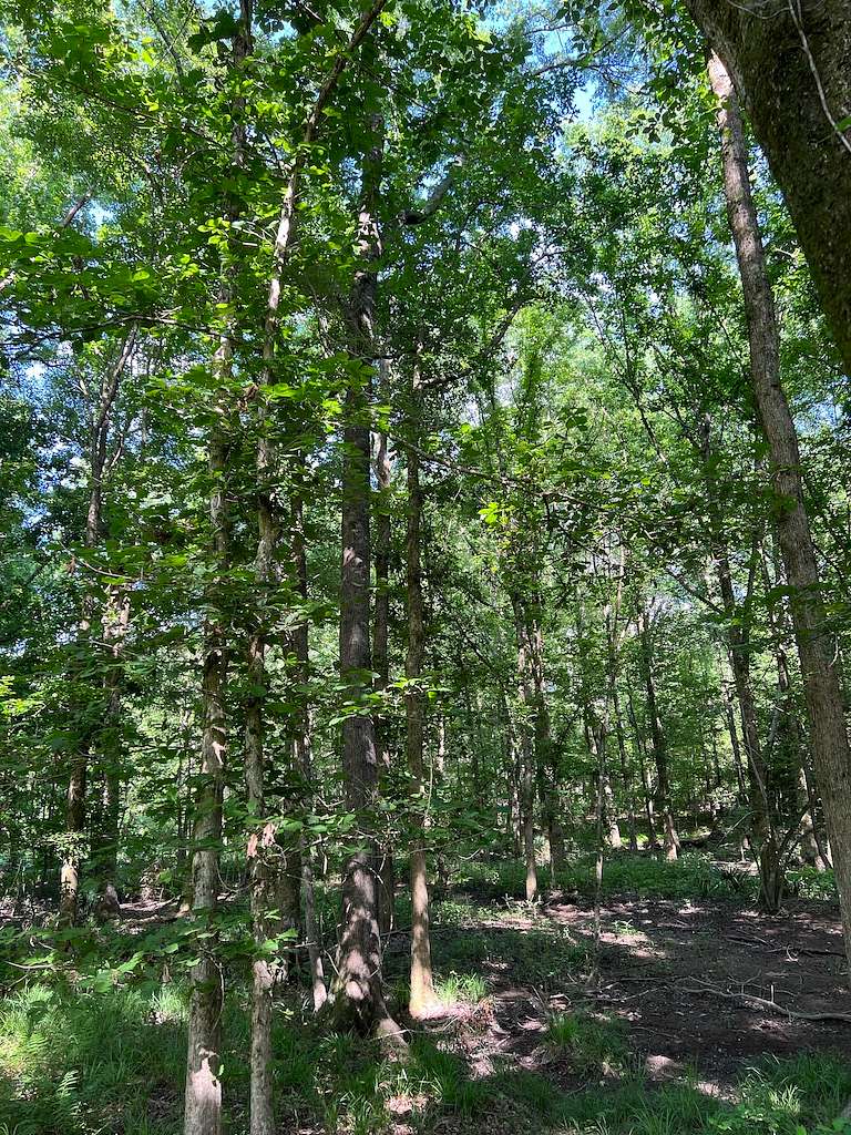 185 Acres of Recreational Land & Farm for Sale in Demopolis, Alabama