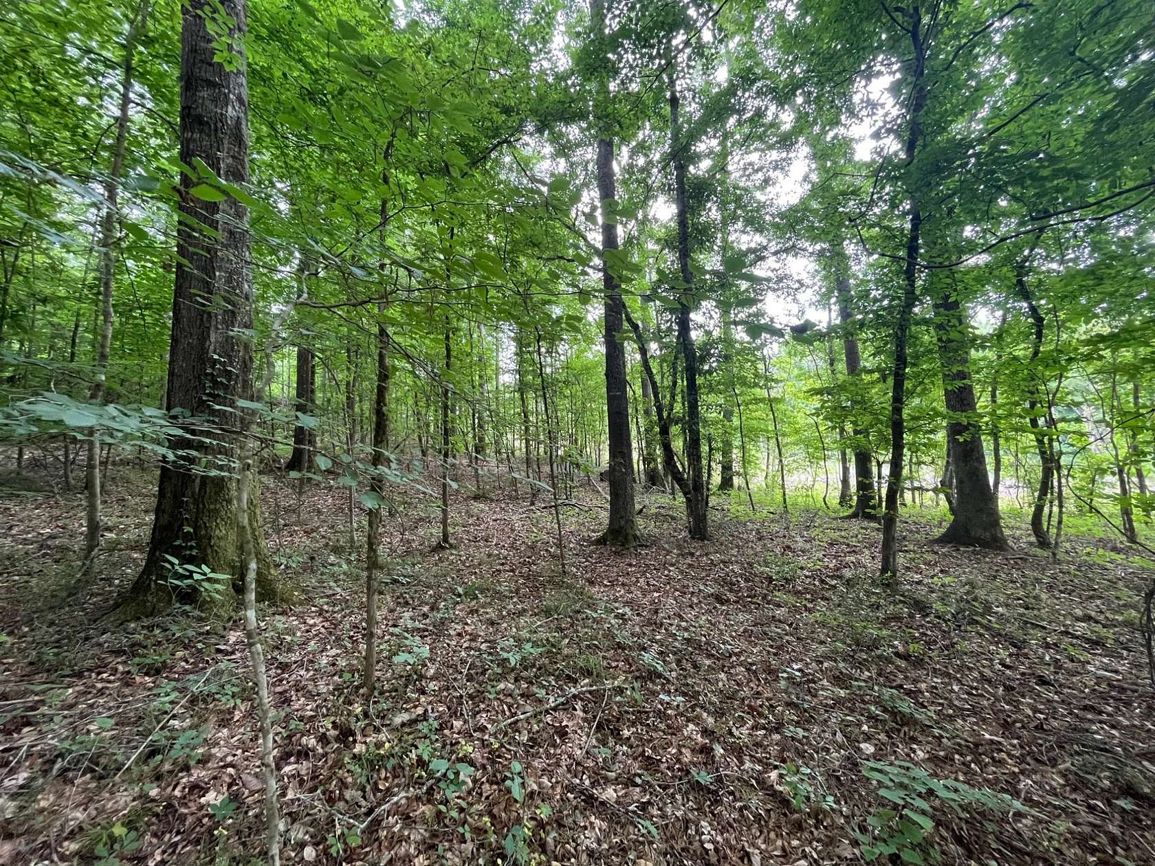 14 Acres of Recreational Land for Sale in Greenville, Alabama