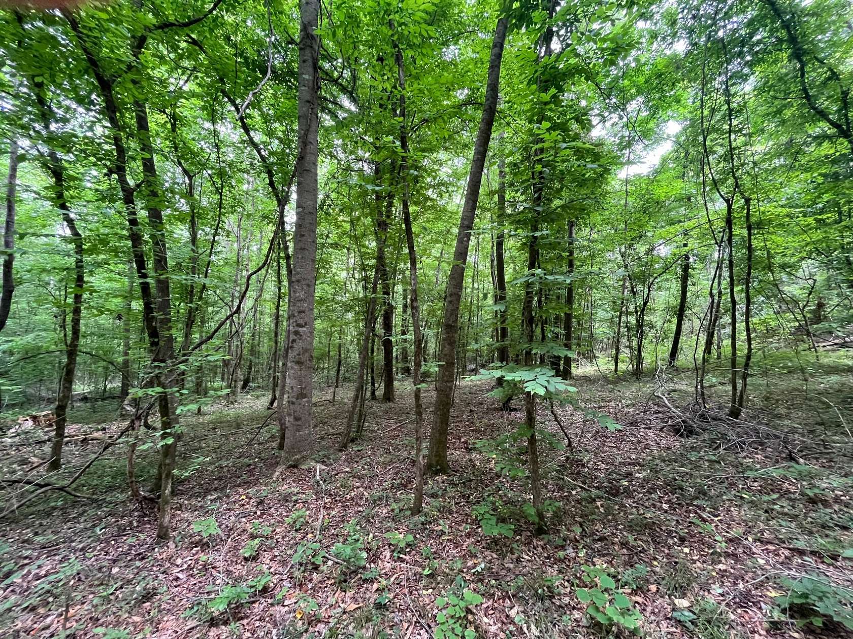 14 Acres of Recreational Land for Sale in Greenville, Alabama