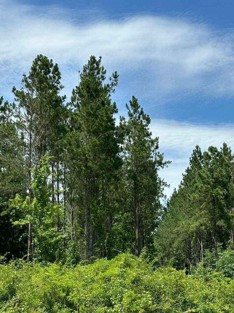 36 Acres of Recreational Land for Sale in Brewton, Alabama