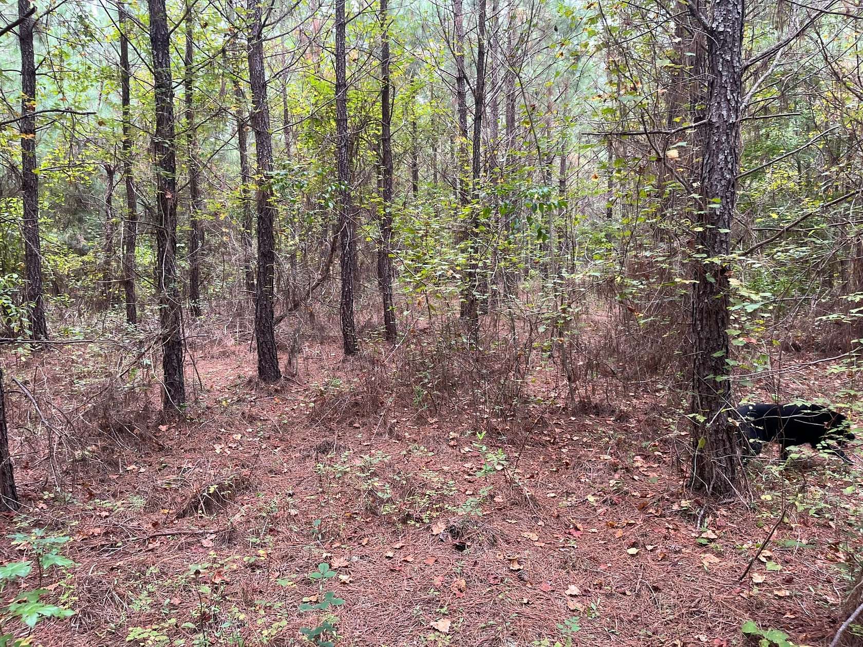 4.468 Acres of Land for Sale in Glenwood, Georgia