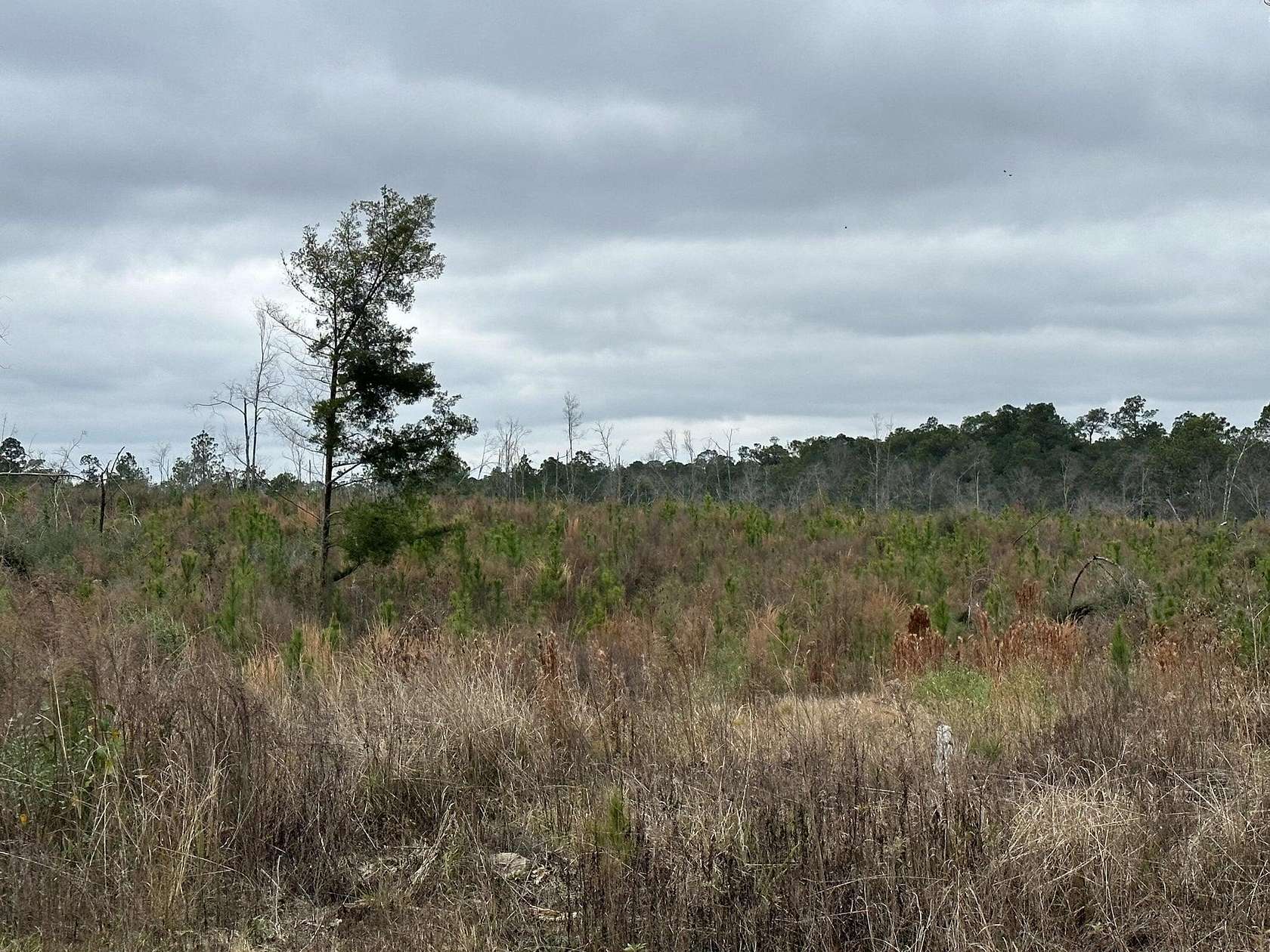 22.34 Acres of Recreational Land & Farm for Sale in Bonifay, Florida