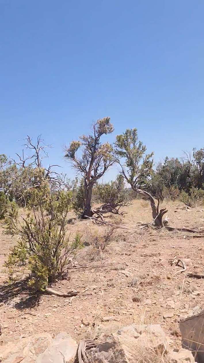 40 Acres of Recreational Land for Sale in Seligman, Arizona