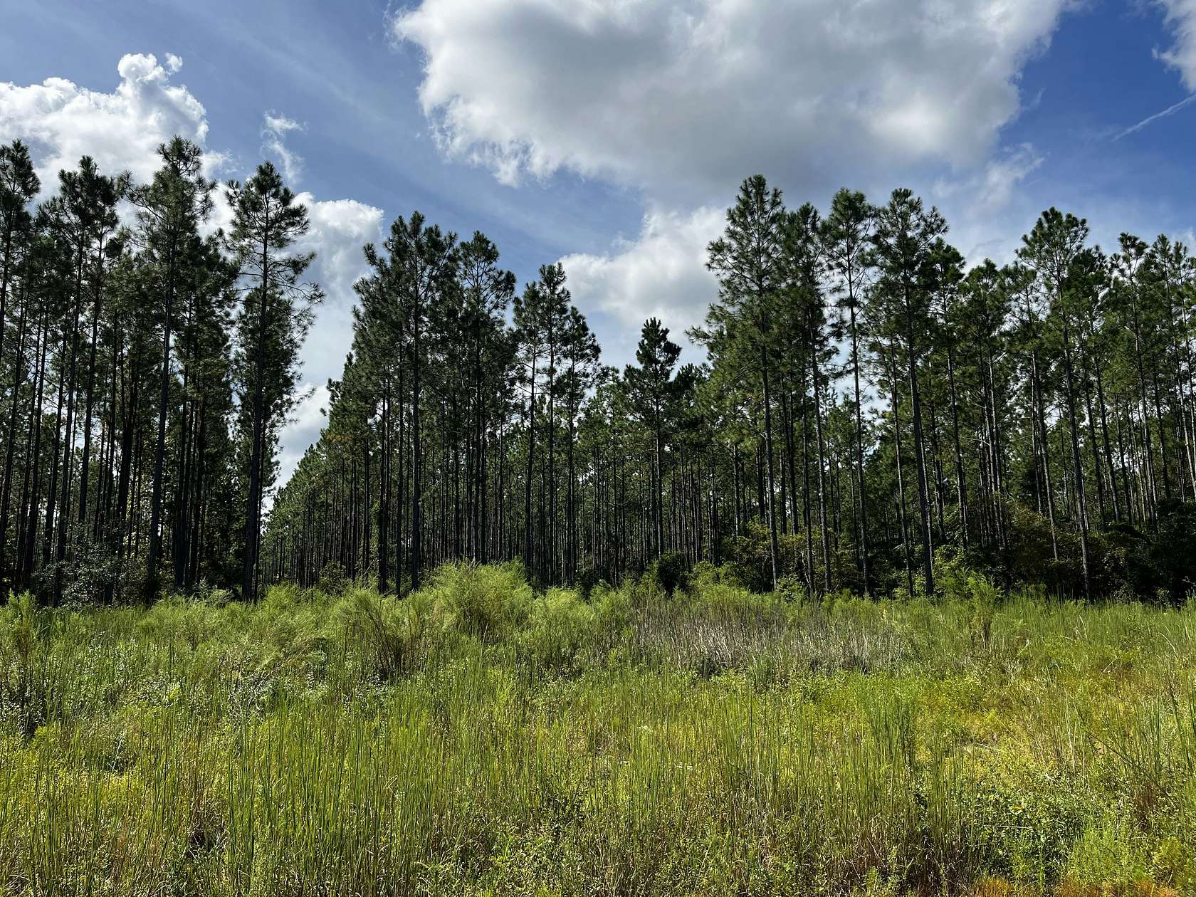 715 Acres of Recreational Land for Sale in Tallahassee, Florida