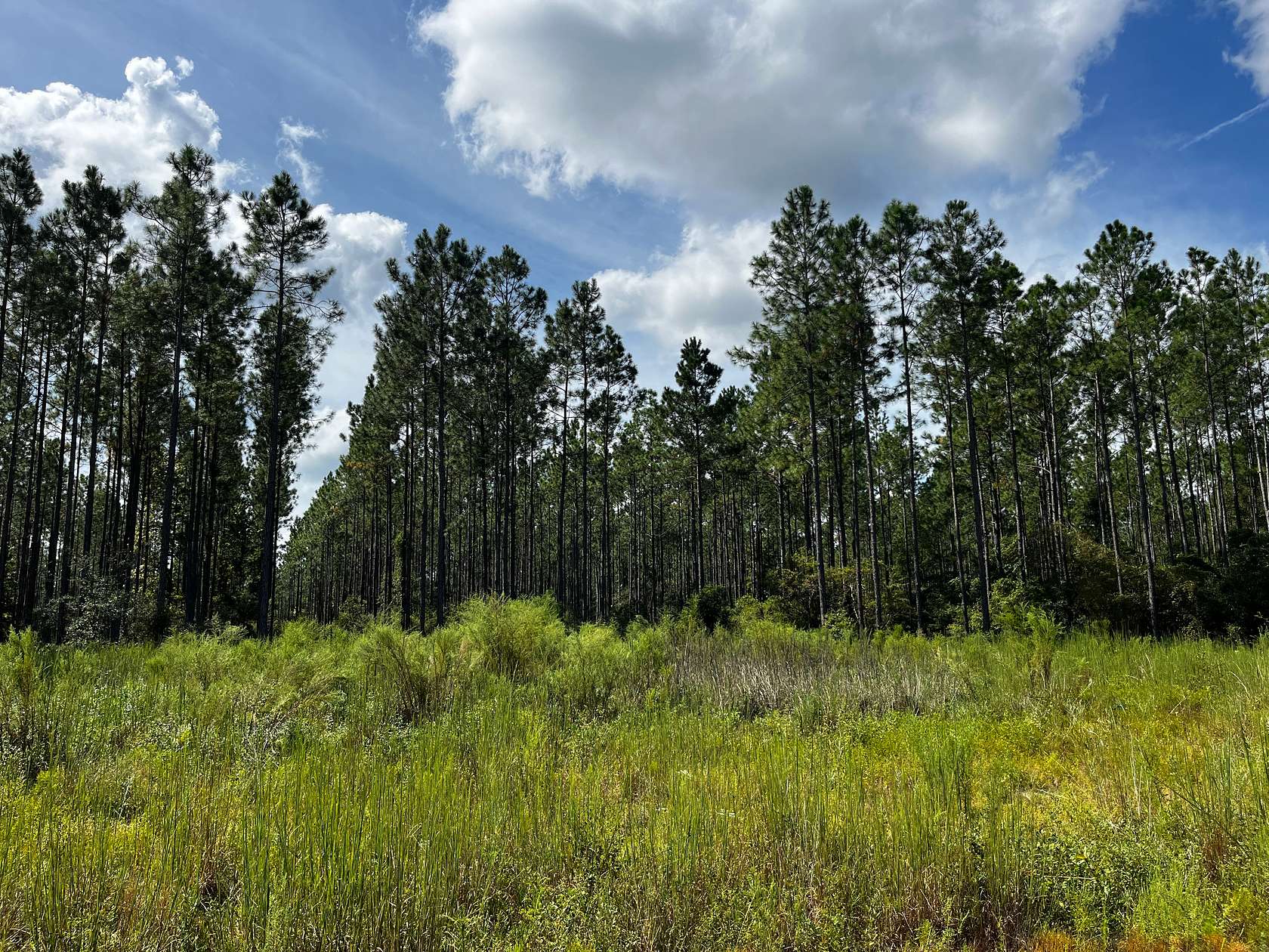 715 Acres of Recreational Land for Sale in Tallahassee, Florida