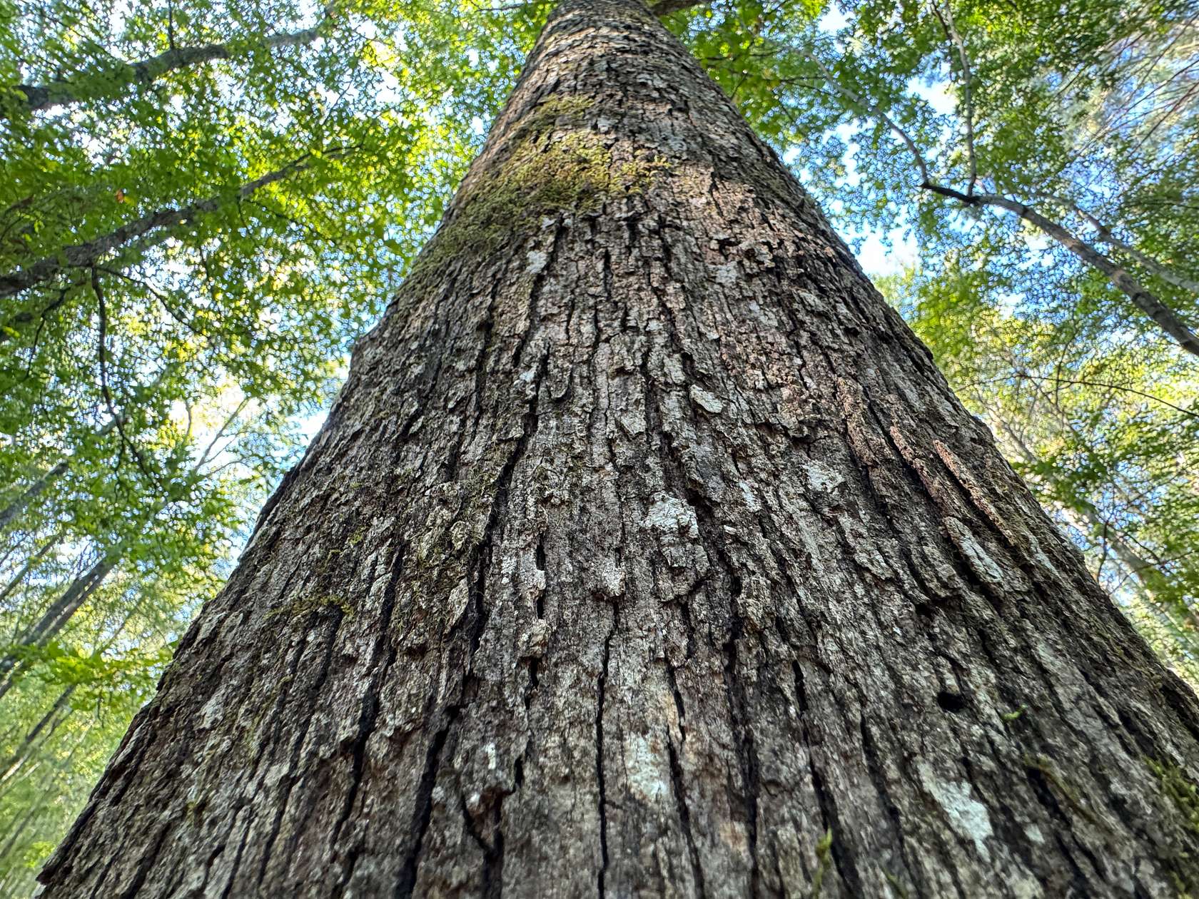 106 Acres of Recreational Land for Sale in Jacksons' Gap, Alabama