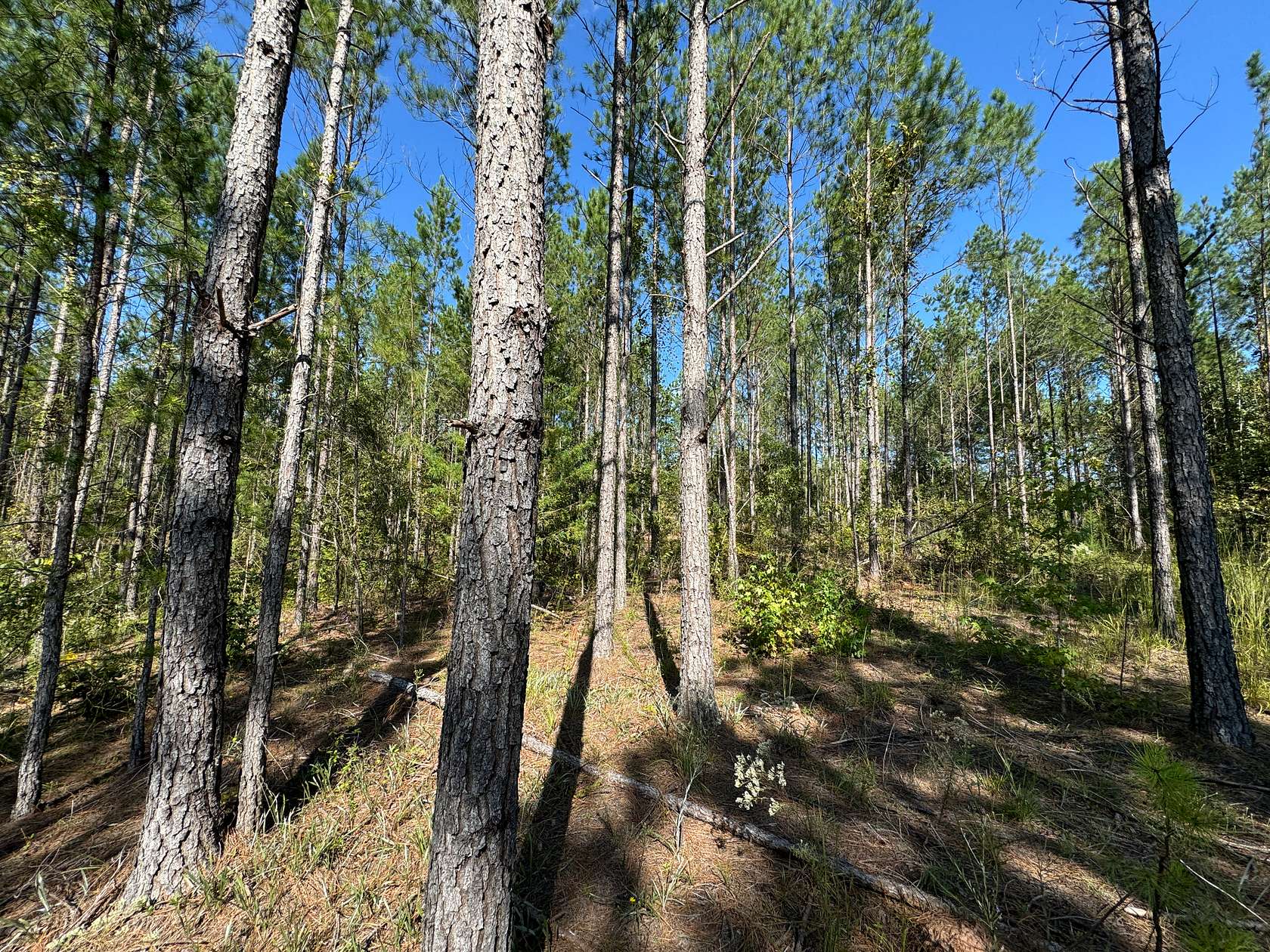 22 Acres of Land for Sale in Dadeville, Alabama